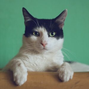 Steam Grooming Brush for Cats