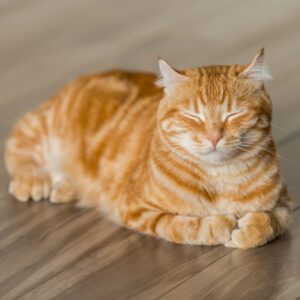 Hideaway Cat Tunnel Bag